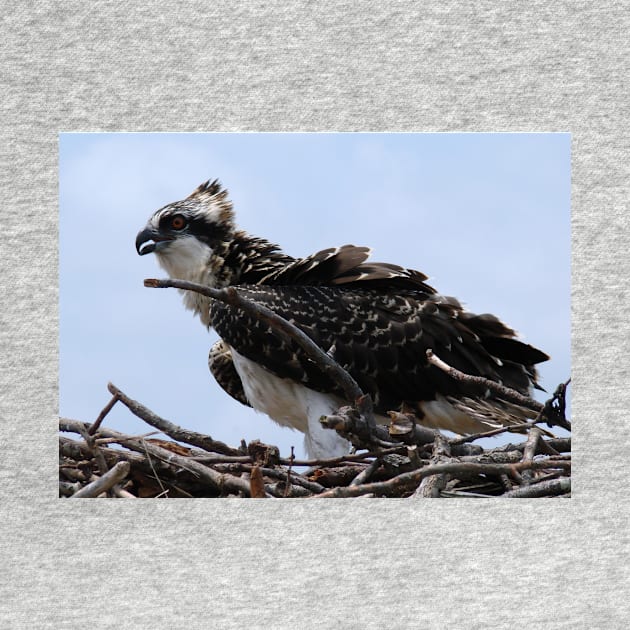 Young Osprey on Nest by tgass